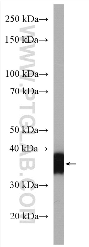 Western Blot (WB) analysis of HepG2 cells using GGH Polyclonal antibody (13264-1-AP)