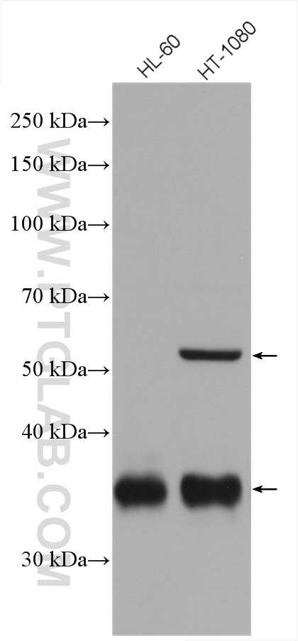 Western Blot (WB) analysis of various lysates using GGH Polyclonal antibody (13264-1-AP)