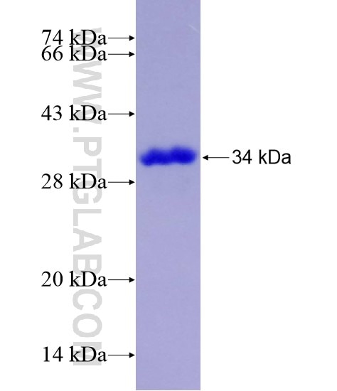GGH fusion protein Ag28878 SDS-PAGE