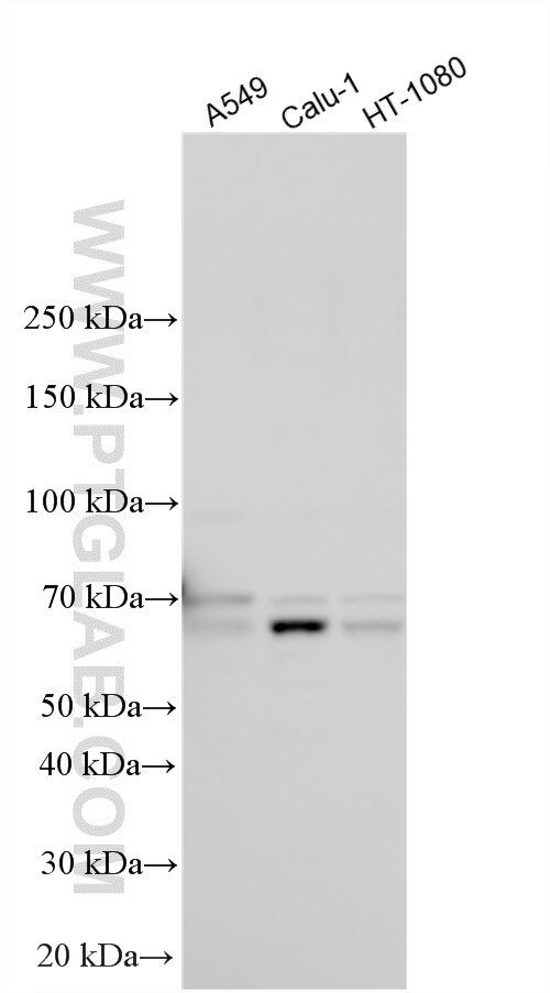 WB analysis using 32984-1-AP (same clone as 32984-1-PBS) Western Blot (WB) analysis of various lysates using GGN Polyclonal antibody (32984-1-AP)