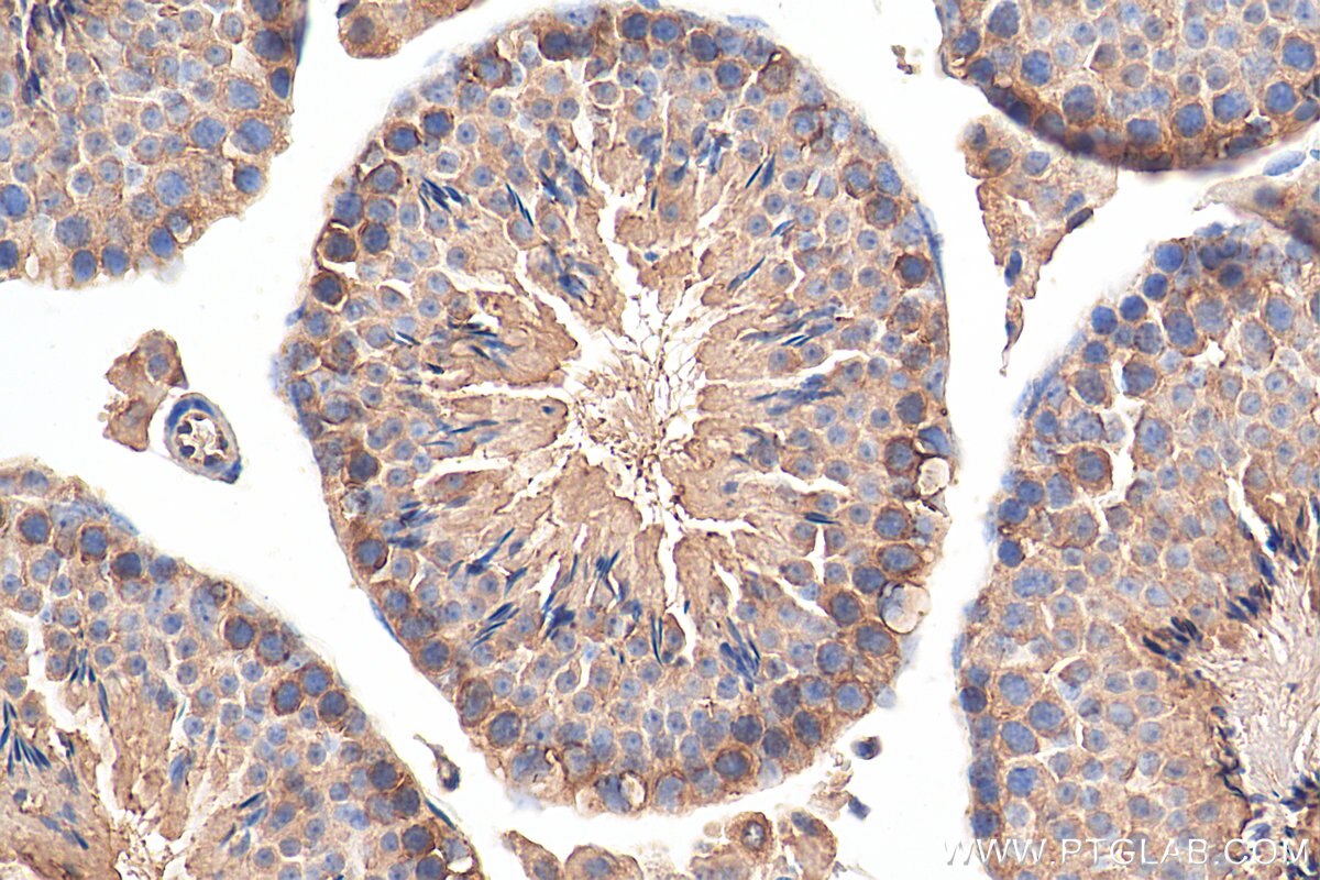 IHC staining of mouse testis using 29707-1-AP