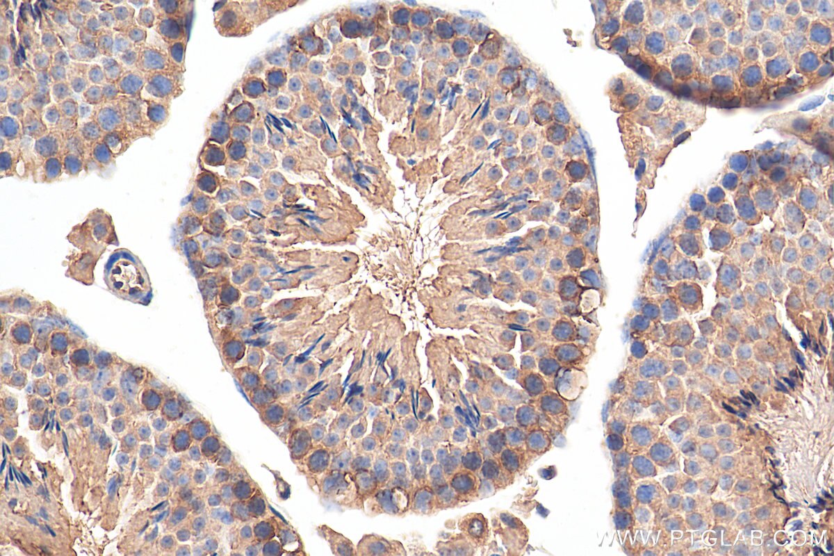 Immunohistochemistry (IHC) staining of mouse testis tissue using GGPS1 Polyclonal antibody (29707-1-AP)