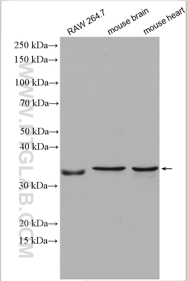 Western Blot (WB) analysis of various lysates using GGPS1 Polyclonal antibody (29707-1-AP)