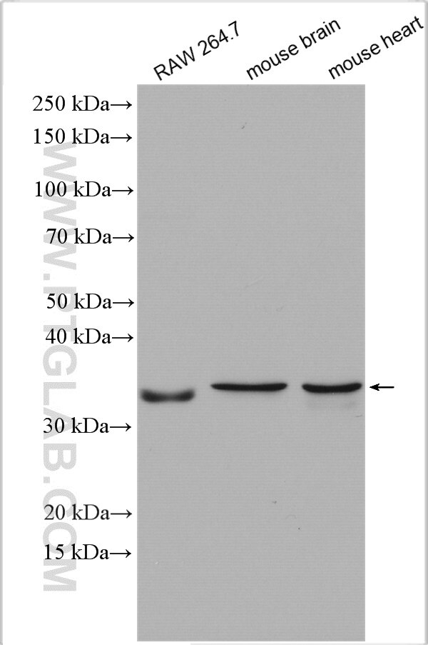 Western Blot (WB) analysis of various lysates using GGPS1 Polyclonal antibody (29707-1-AP)