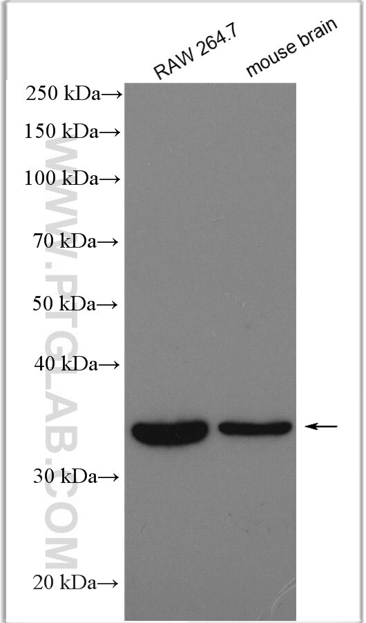 Western Blot (WB) analysis of various lysates using GGPS1 Polyclonal antibody (29707-1-AP)