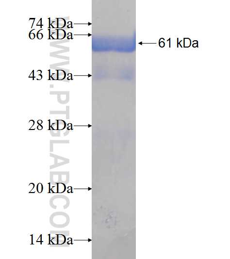 GGPS1 fusion protein Ag6745 SDS-PAGE
