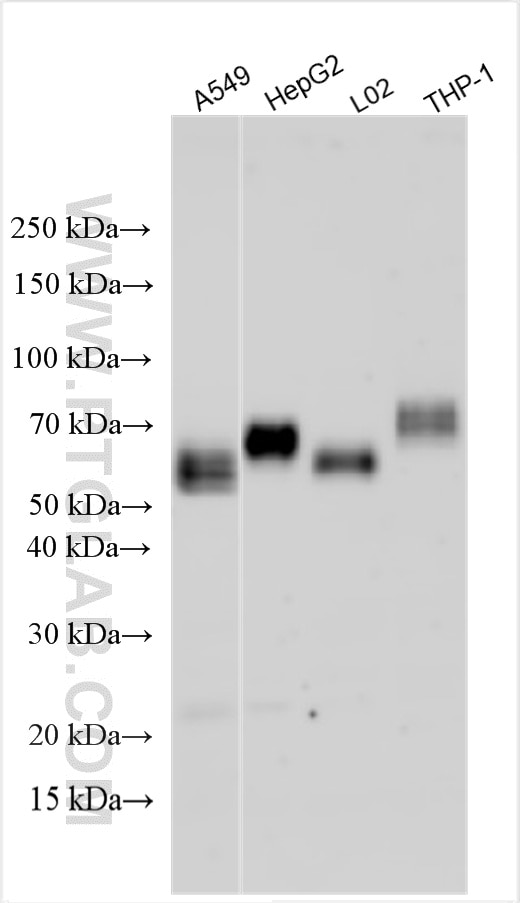 WB analysis using 33389-1-AP (same clone as 33389-1-PBS) Western Blot (WB) analysis of various lysates using GGT1 Polyclonal antibody (33389-1-AP)