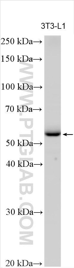 Western Blot (WB) analysis of various lysates using GGT5 Polyclonal antibody (30148-1-AP)