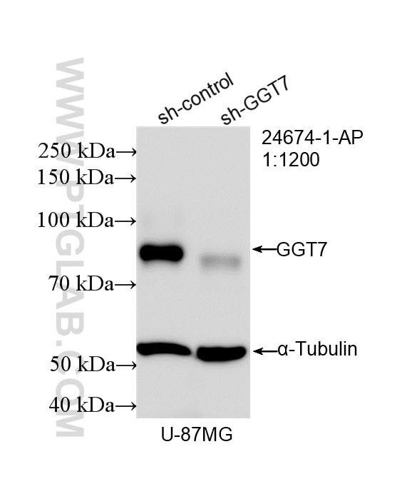 Western Blot (WB) analysis of U-87 MG cells using GGT7 Polyclonal antibody (24674-1-AP)