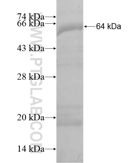 GGT7 fusion protein Ag20172 SDS-PAGE