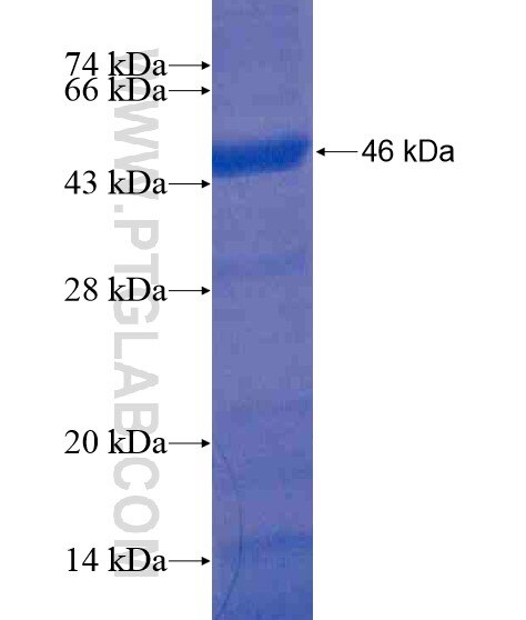 GGT7 fusion protein Ag20234 SDS-PAGE