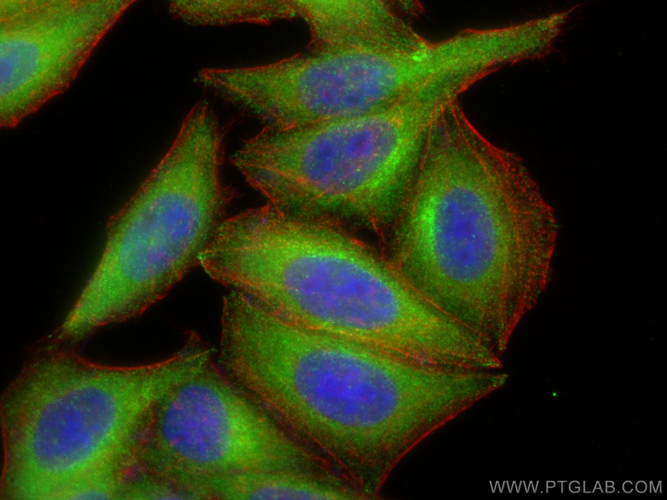 Immunofluorescence (IF) / fluorescent staining of HepG2 cells using GGTLC1 Polyclonal antibody (17537-1-AP)