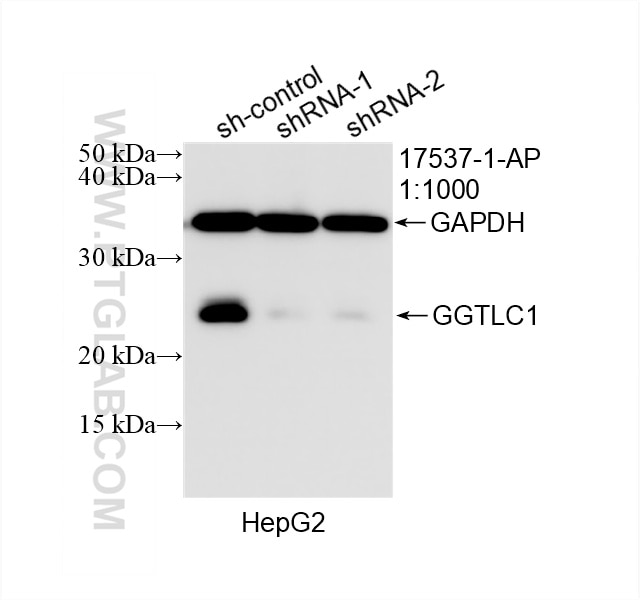 Western Blot (WB) analysis of HepG2 cells using GGTLC1 Polyclonal antibody (17537-1-AP)