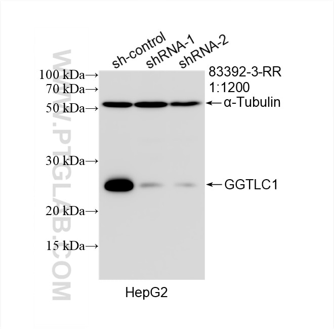 Western Blot (WB) analysis of HepG2 cells using GGTLC1 Recombinant antibody (83392-3-RR)