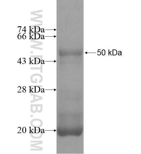 GGTLC1 fusion protein Ag11592 SDS-PAGE