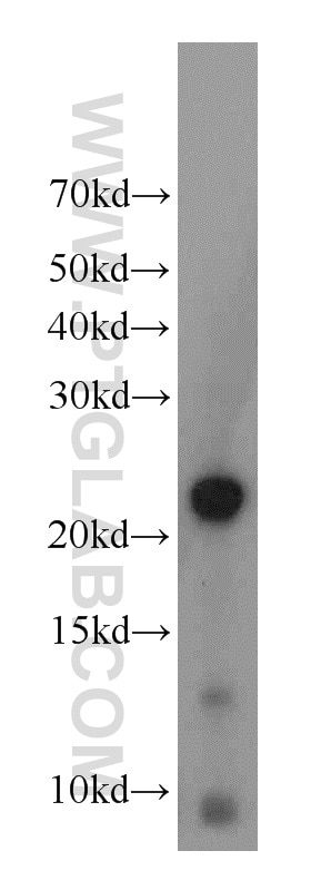 Western Blot (WB) analysis of human placenta tissue using GH1 Polyclonal antibody (17867-1-AP)