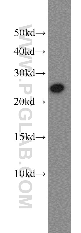 Western Blot (WB) analysis of human placenta tissue using GH1 Polyclonal antibody (55243-1-AP)