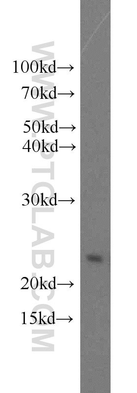 Western Blot (WB) analysis of human placenta tissue using GH1 Polyclonal antibody (55243-1-AP)