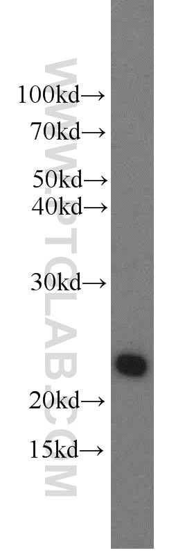 Western Blot (WB) analysis of human placenta tissue using GH1 Polyclonal antibody (55243-1-AP)
