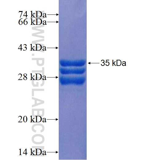GH1 fusion protein Ag22841 SDS-PAGE