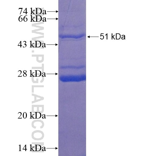 GH1 fusion protein Ag12350 SDS-PAGE