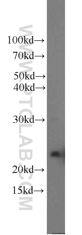 Western Blot (WB) analysis of human placenta tissue using GH2 Polyclonal antibody (55240-1-AP)