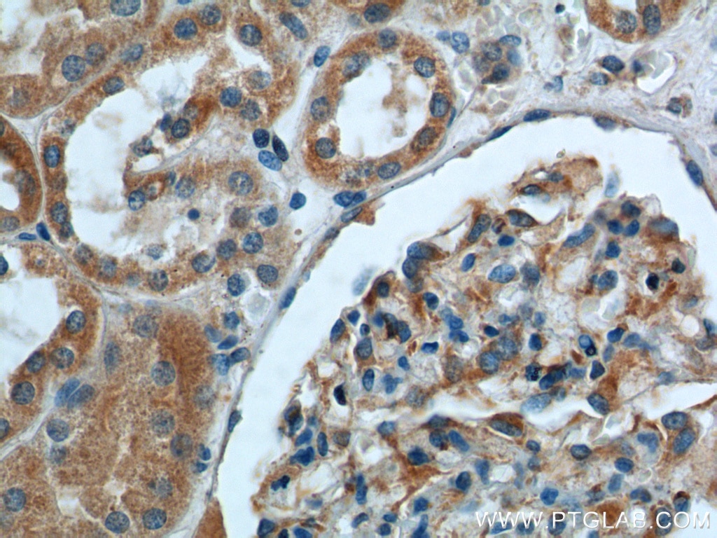 IHC staining of human kidney using 26123-1-AP