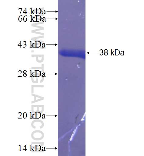 GHDC fusion protein Ag23480 SDS-PAGE