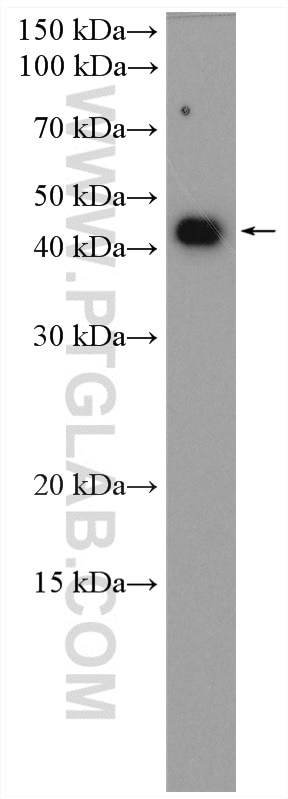 Western Blot (WB) analysis of mouse liver tissue using GHITM Polyclonal antibody (16296-1-AP)