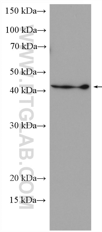 Western Blot (WB) analysis of mouse liver tissue using GHITM Polyclonal antibody (16296-1-AP)