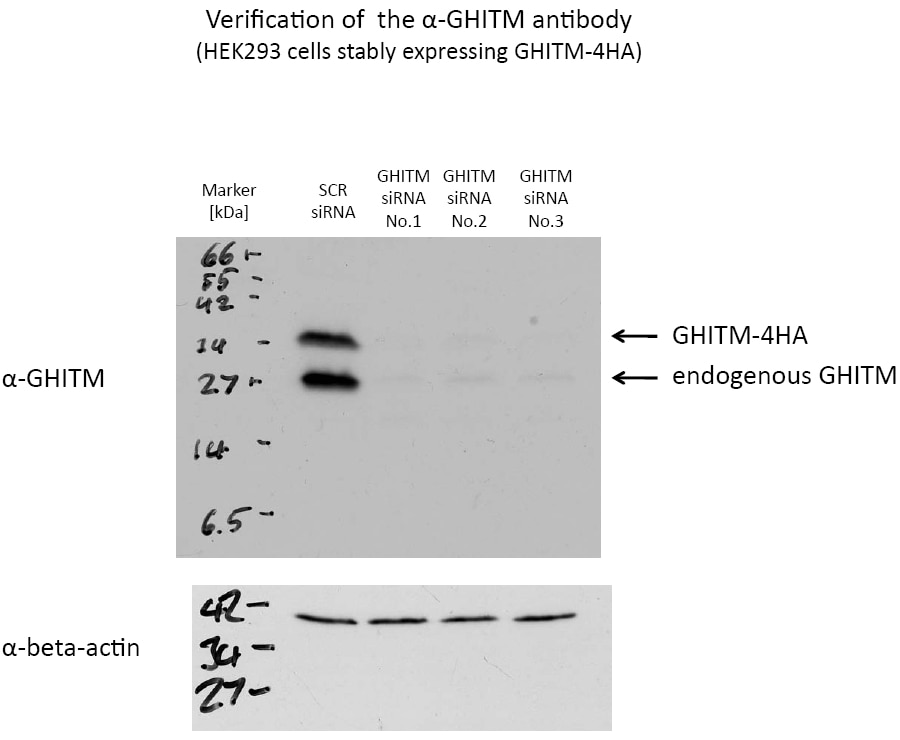 WB analysis of HEK-293 using 16296-1-AP