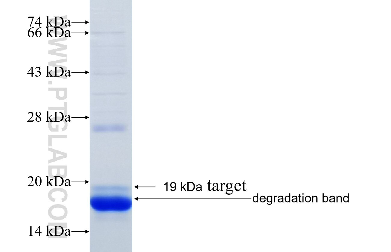 GHITM fusion protein Ag35170 SDS-PAGE