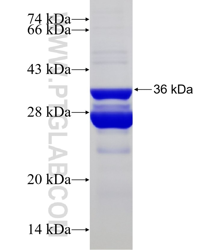 GHITM fusion protein Ag9482 SDS-PAGE