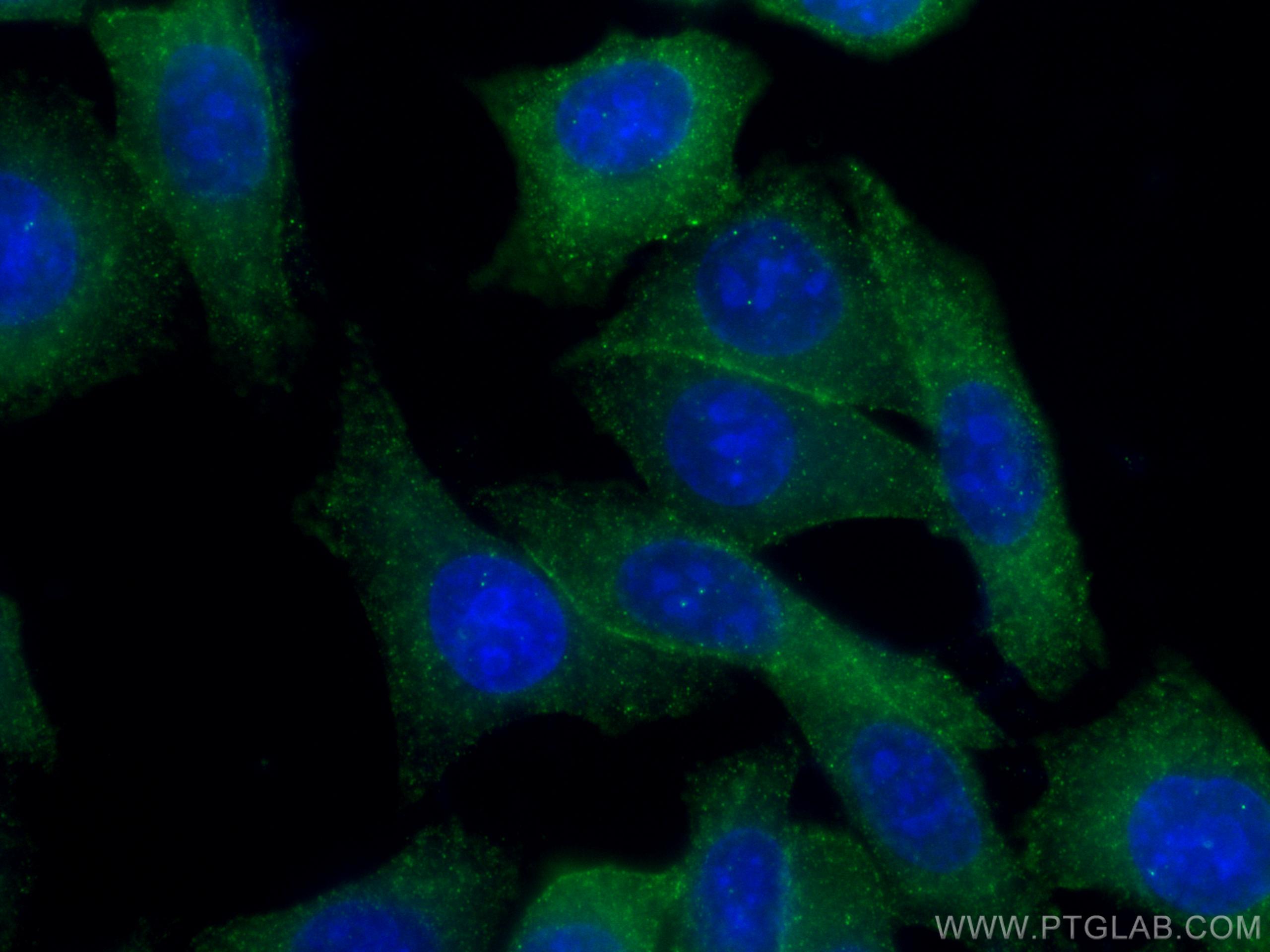 Immunofluorescence (IF) / fluorescent staining of HepG2 cells using GHR Polyclonal antibody (20713-1-AP)