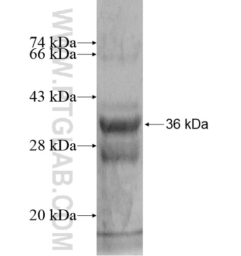 GHRH fusion protein Ag13787 SDS-PAGE