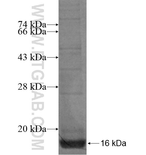 GHRH fusion protein Ag15136 SDS-PAGE