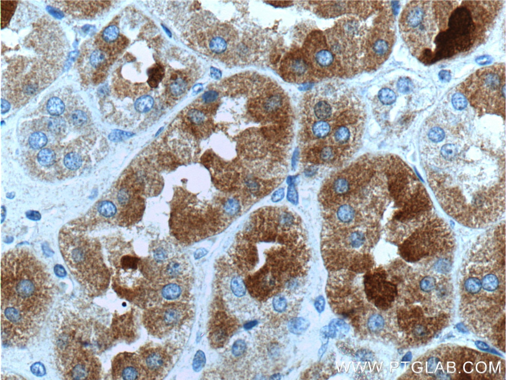 Immunohistochemistry (IHC) staining of human kidney tissue using GHRHR Polyclonal antibody (20715-1-AP)