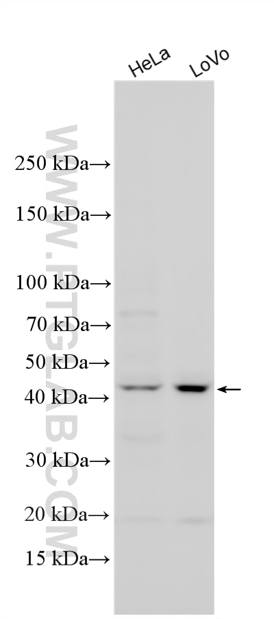 Various lysates were subjected to SDS PAGE followed by western blot with 20715-1-AP (GHRHR antibody) at dilution of 1:500 incubated at room temperature for 1.5 hours. Western Blot (WB) analysis of various lysates using GHRHR Polyclonal antibody (20715-1-AP)