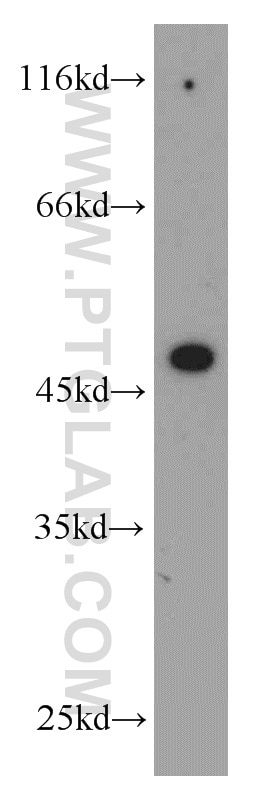 Western Blot (WB) analysis of HEK-293 cells using GHRHR Polyclonal antibody (20715-1-AP)