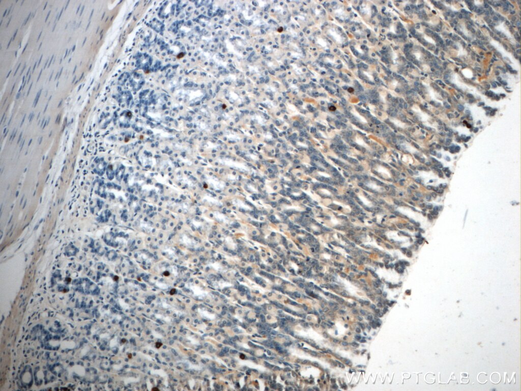 Immunohistochemistry (IHC) staining of rat stomach tissue using GHRL Polyclonal antibody (13309-1-AP)