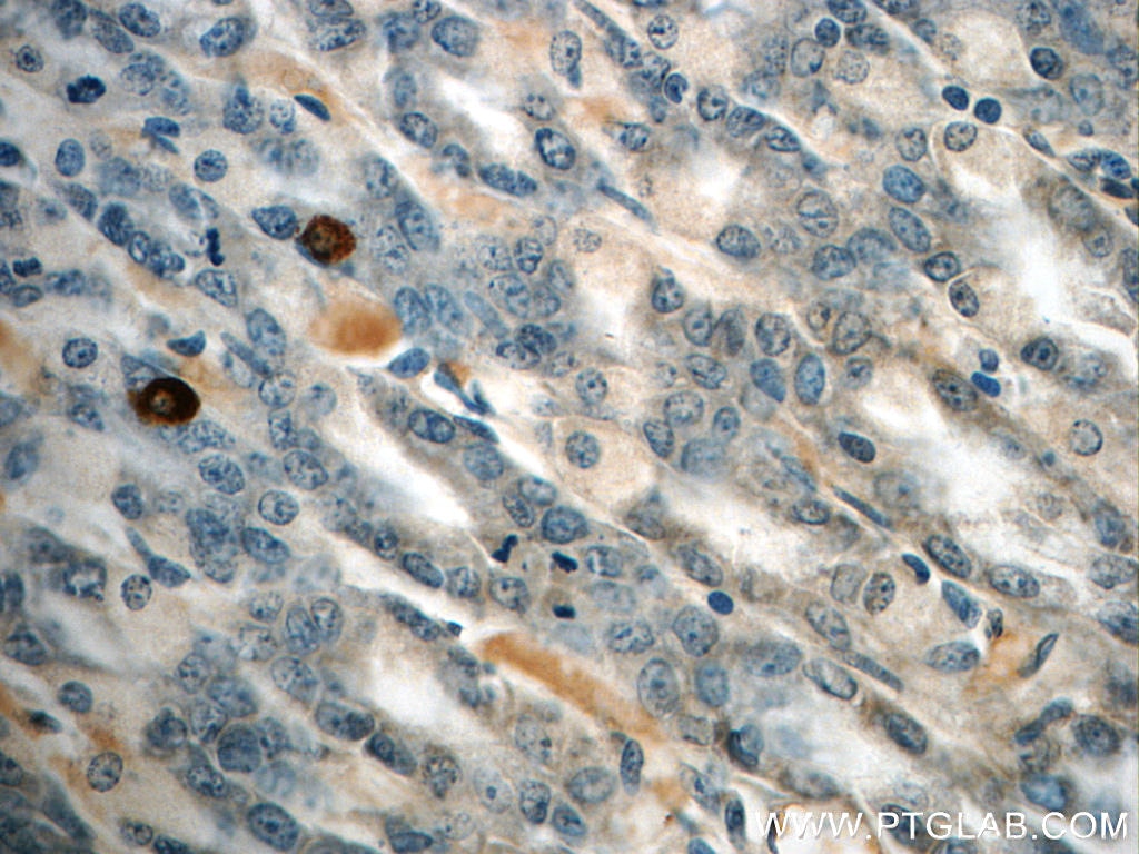 Immunohistochemistry (IHC) staining of rat stomach tissue using GHRL Polyclonal antibody (13309-1-AP)