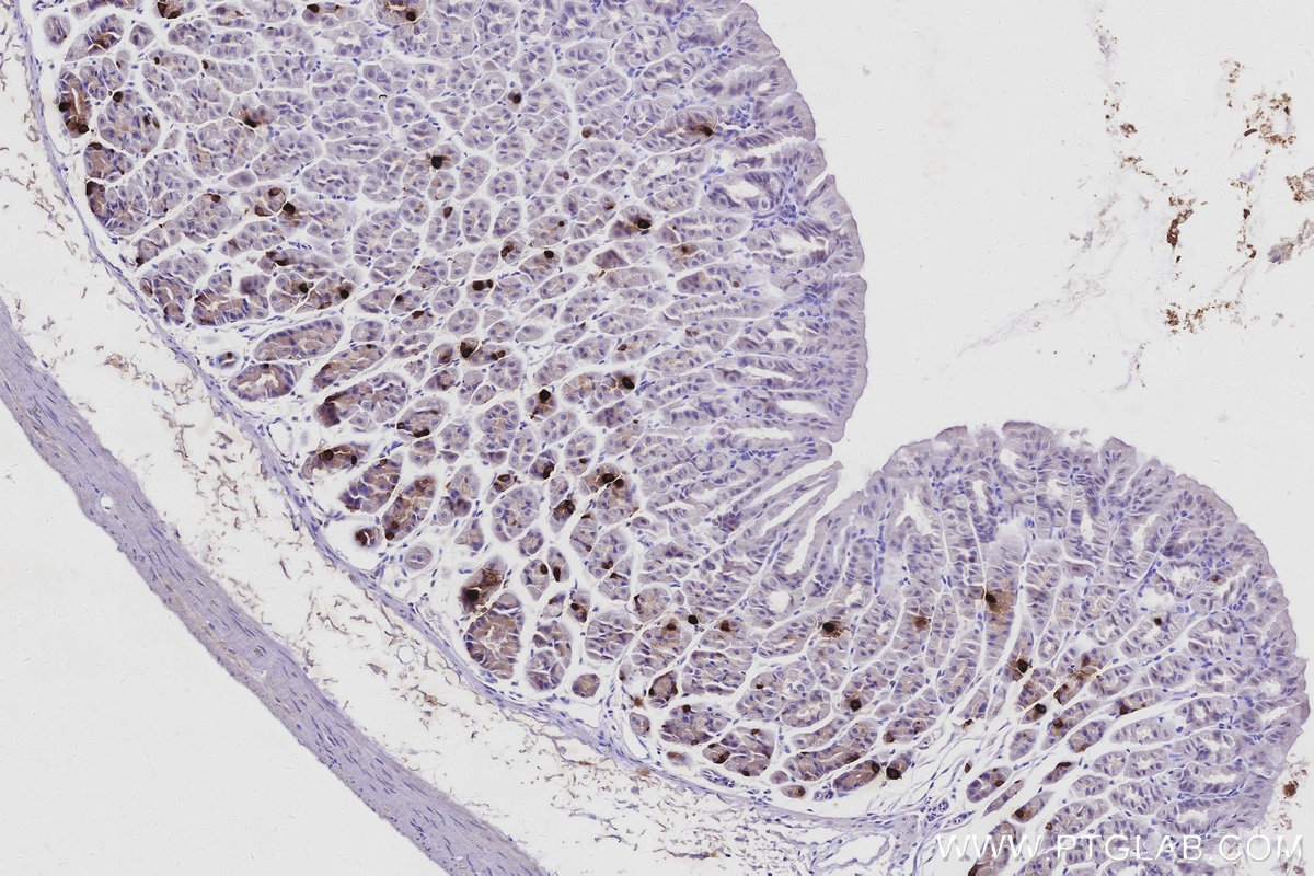 Immunohistochemistry (IHC) staining of mouse stomach tissue using GHRL/Ghrelin Polyclonal antibody (13309-1-AP)