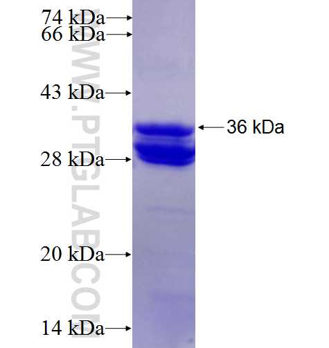 GHRL fusion protein Ag4141 SDS-PAGE