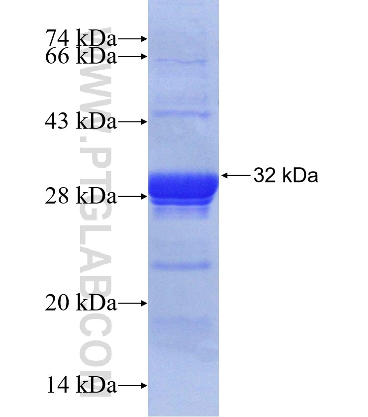 GHSR fusion protein Ag30358 SDS-PAGE