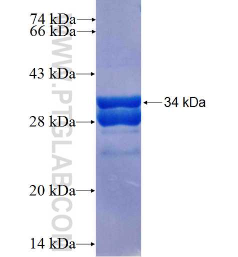 GIF fusion protein Ag26500 SDS-PAGE