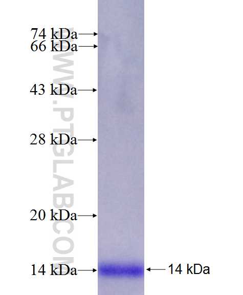 GIF fusion protein Ag26511 SDS-PAGE