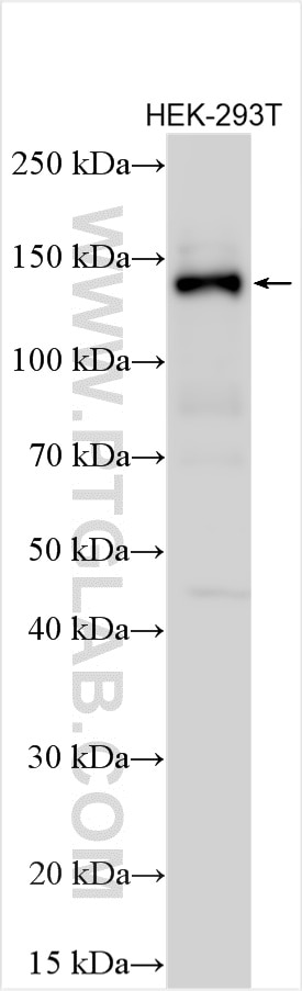 Western Blot (WB) analysis of various lysates using GIGYF1 Polyclonal antibody (31073-1-AP)