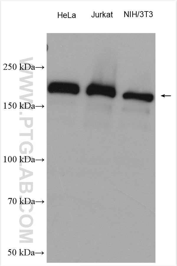 Western Blot (WB) analysis of various lysates using GIGYF2 Polyclonal antibody (24790-1-AP)