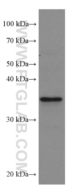 Western Blot (WB) analysis of MOLT-4 cells using GIMAP2 Monoclonal antibody (67720-1-Ig)