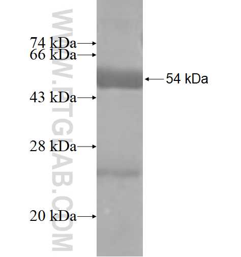 GIMAP2 fusion protein Ag4273 SDS-PAGE